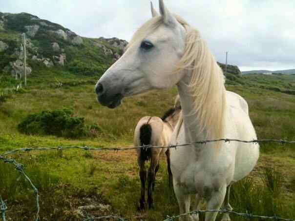 Kylemore House Boutique Apartments - Connemara Suite ภายนอก รูปภาพ